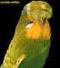 iloveparrots avatar