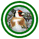 L'avatar di Aviario_Canarisilvestre