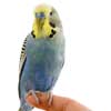 crestedbudgie avatar