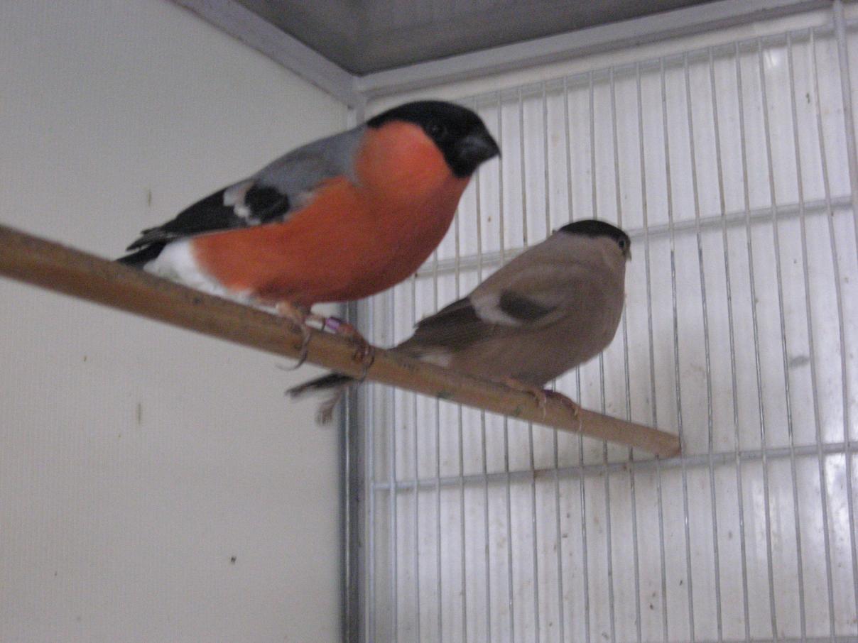 Northern-Cardinal-0094.jpg