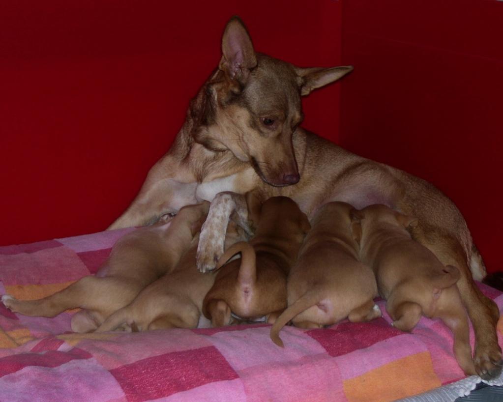 Titti con i cuccioli.jpg